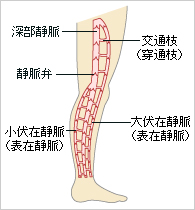足の静脈